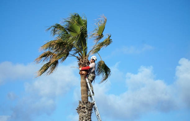 Removing a Palm Tree: What You Need to Know